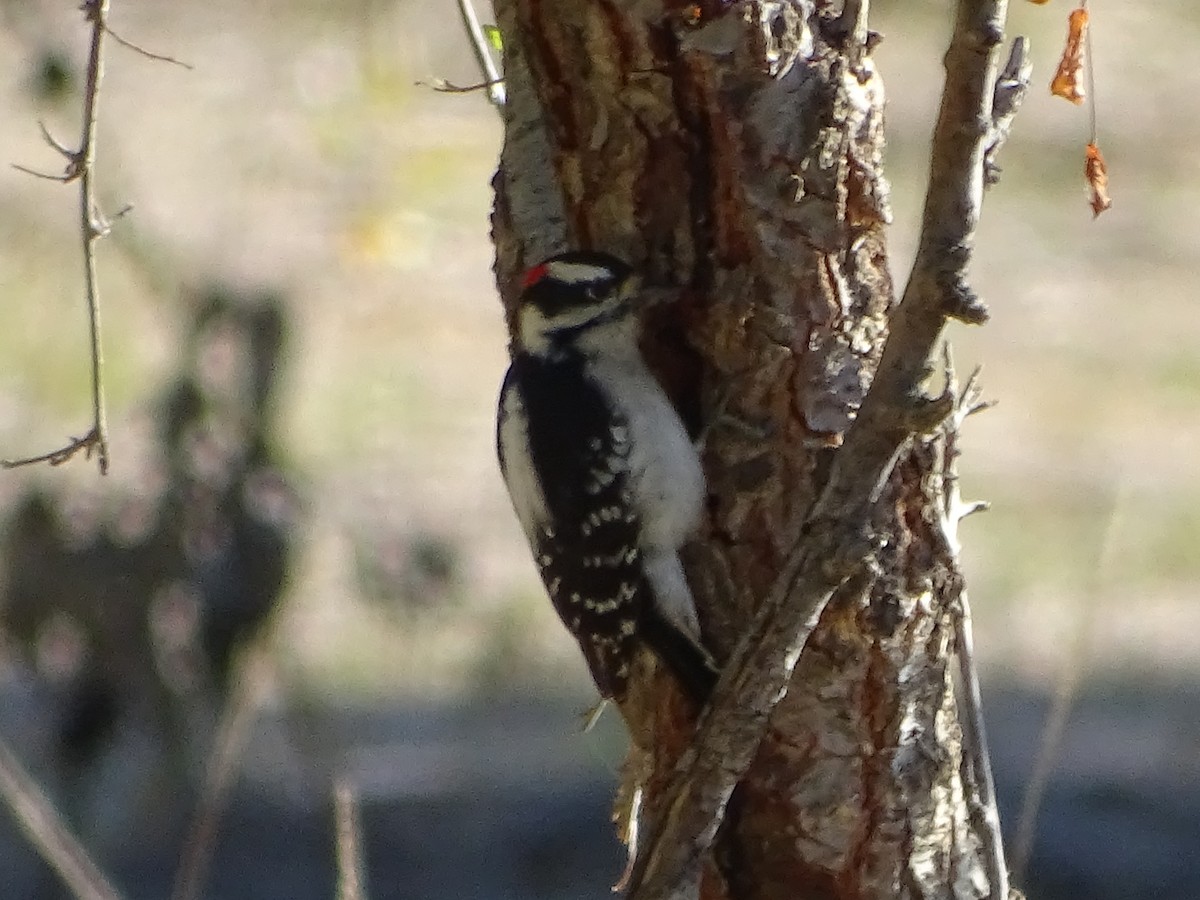 Downy Woodpecker (Rocky Mts.) - ML643800833