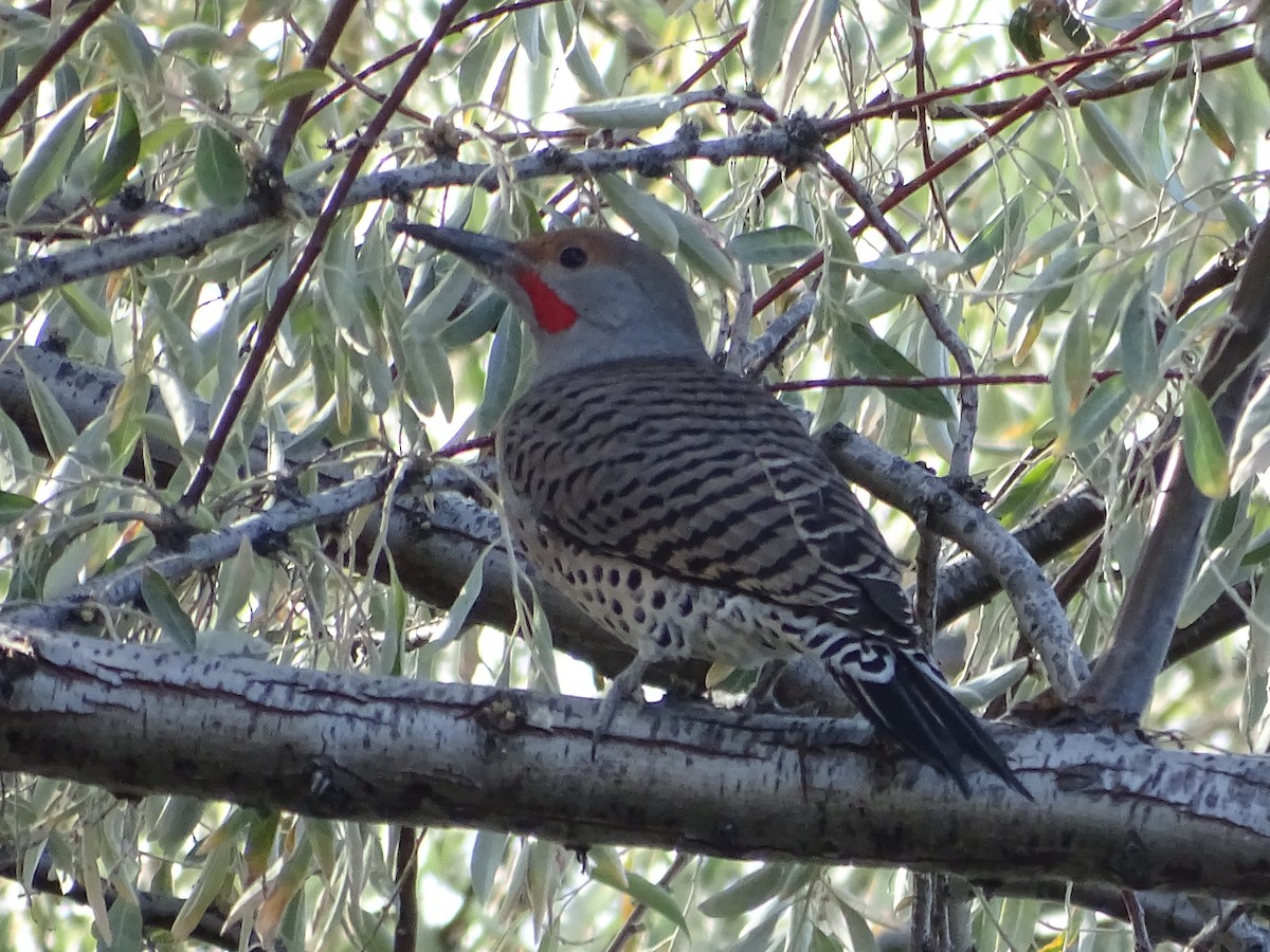 Northern Flicker (Red-shafted) - ML643800846