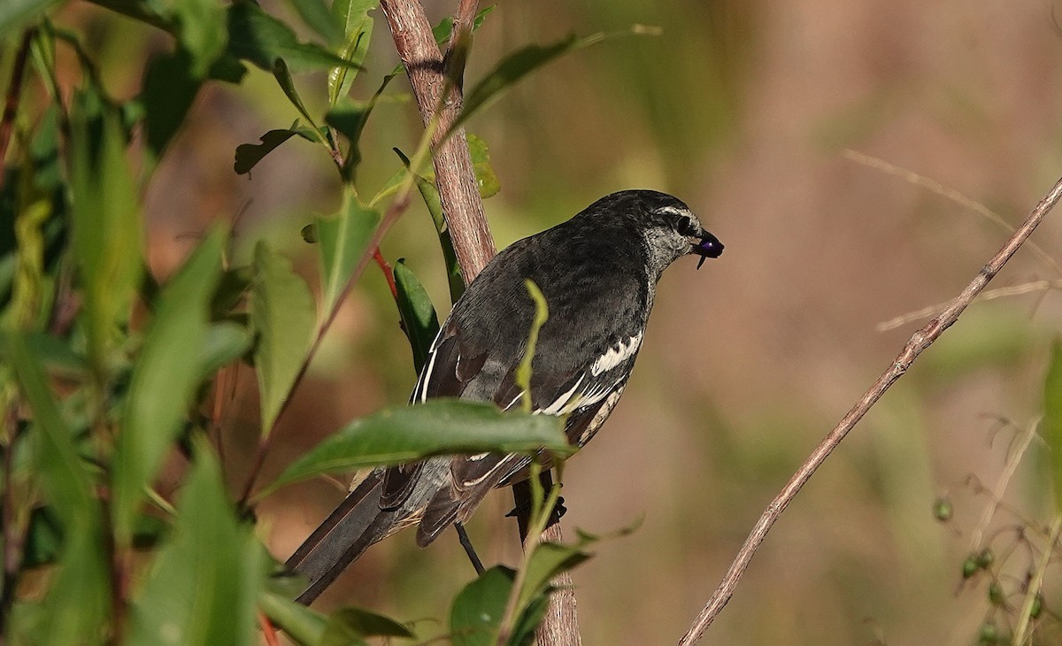 Varied Triller - ML643800847