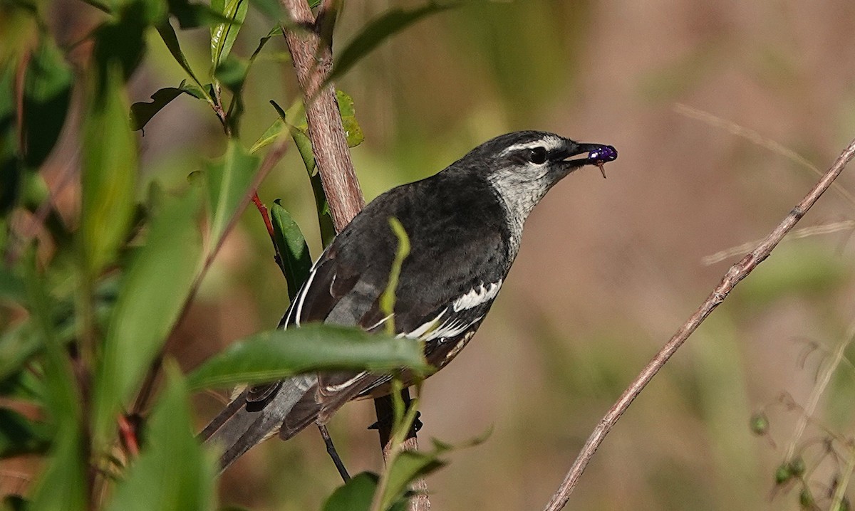 Varied Triller - ML643800850