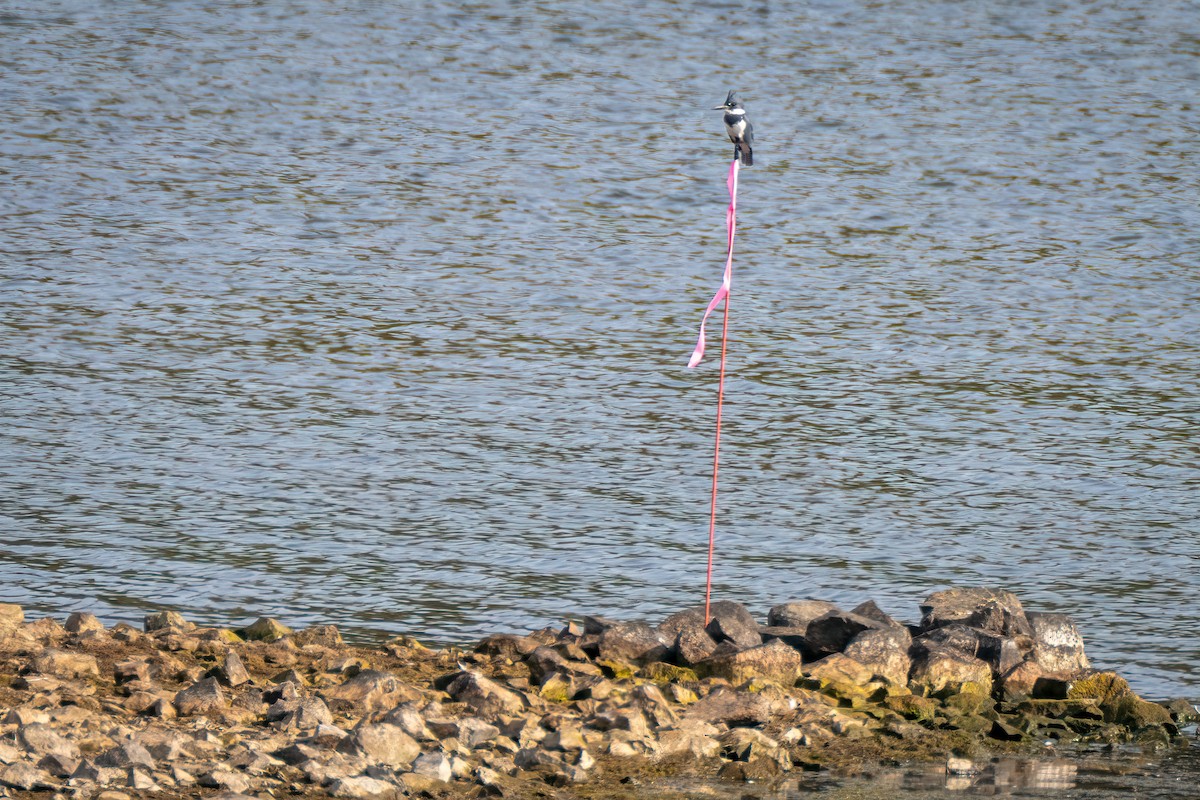 Belted Kingfisher - ML643800861