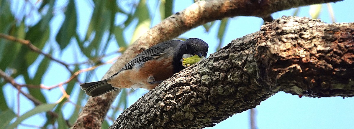 Rufous Whistler - ML643800876