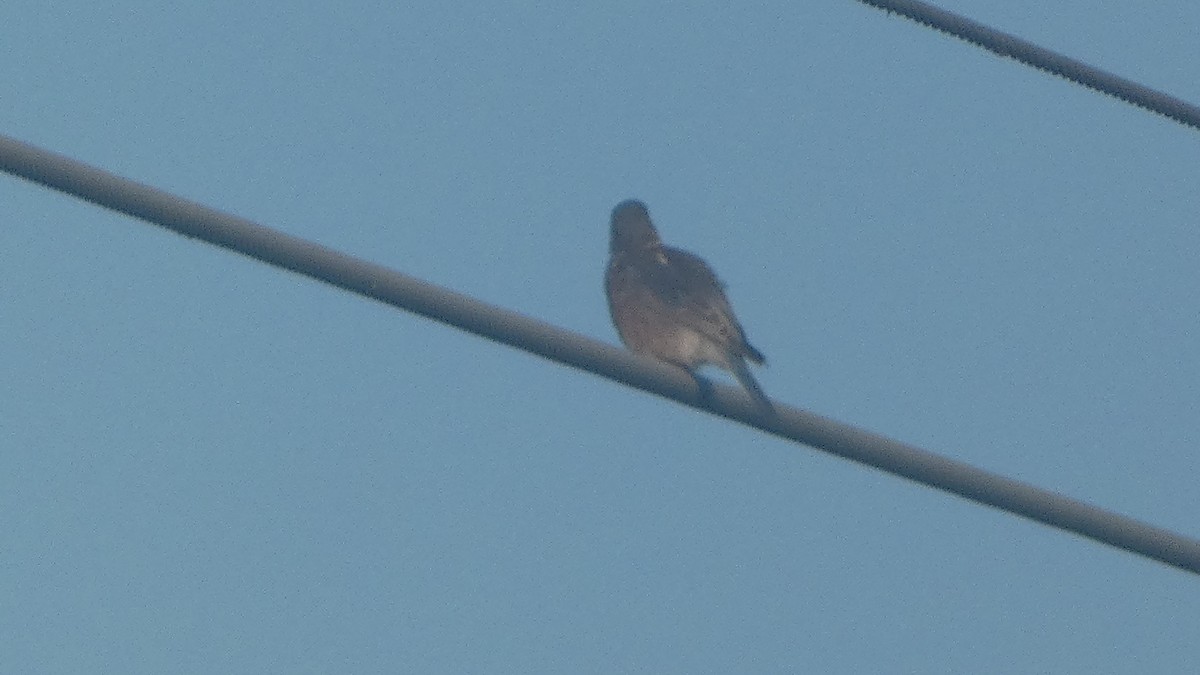 Eastern Bluebird - ML643800878