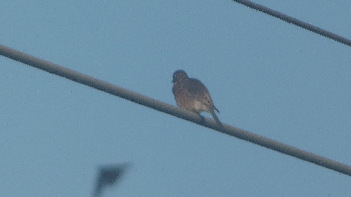Eastern Bluebird - ML643800879
