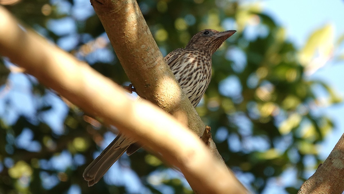 Australasian Figbird - ML643800890