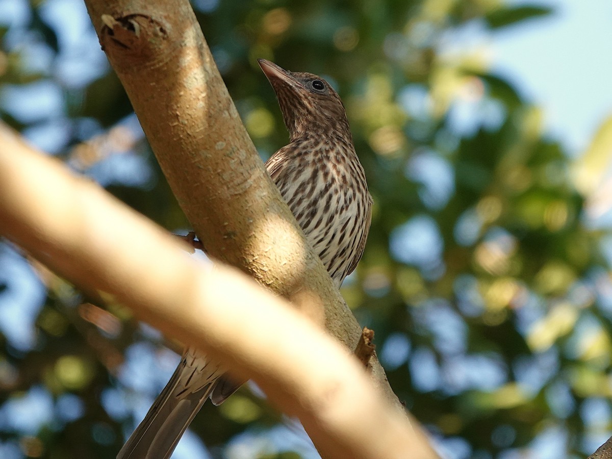 Australasian Figbird - ML643800899