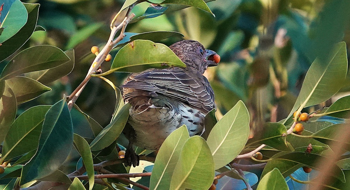 Australasian Figbird - ML643800910