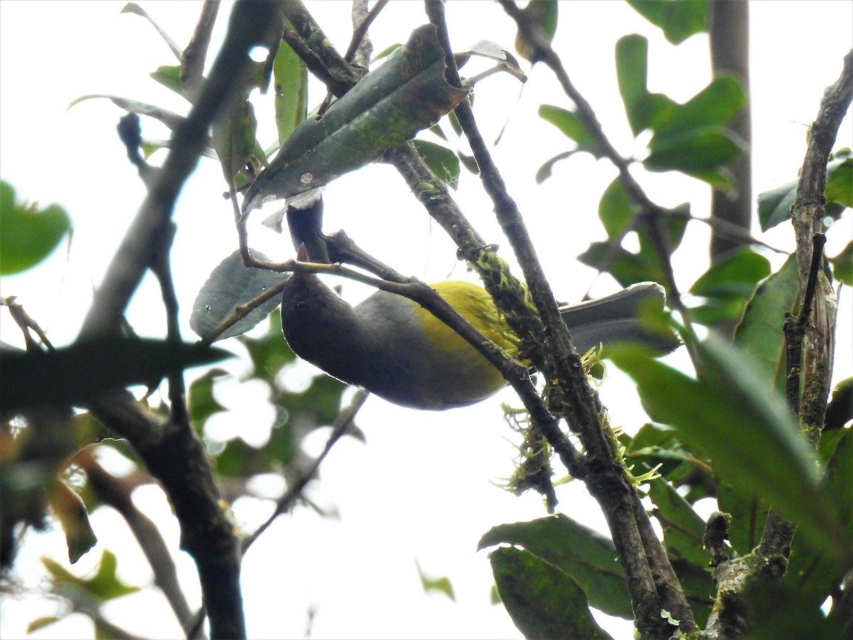 Gri Başlı Çalı Tangarası (rubrirostris)/Gri Başlı Çalı Tangarası (chrysogaster) - ML643800911