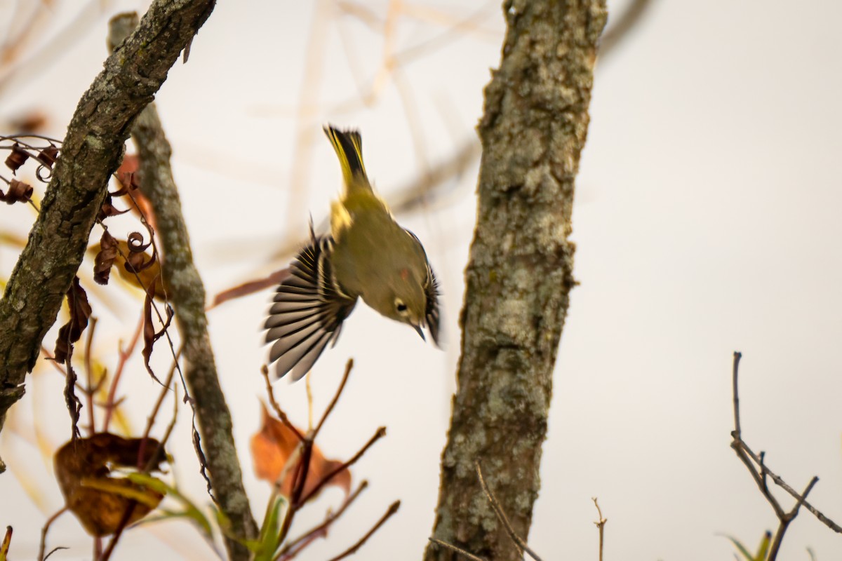Ruby-crowned Kinglet - ML643800912
