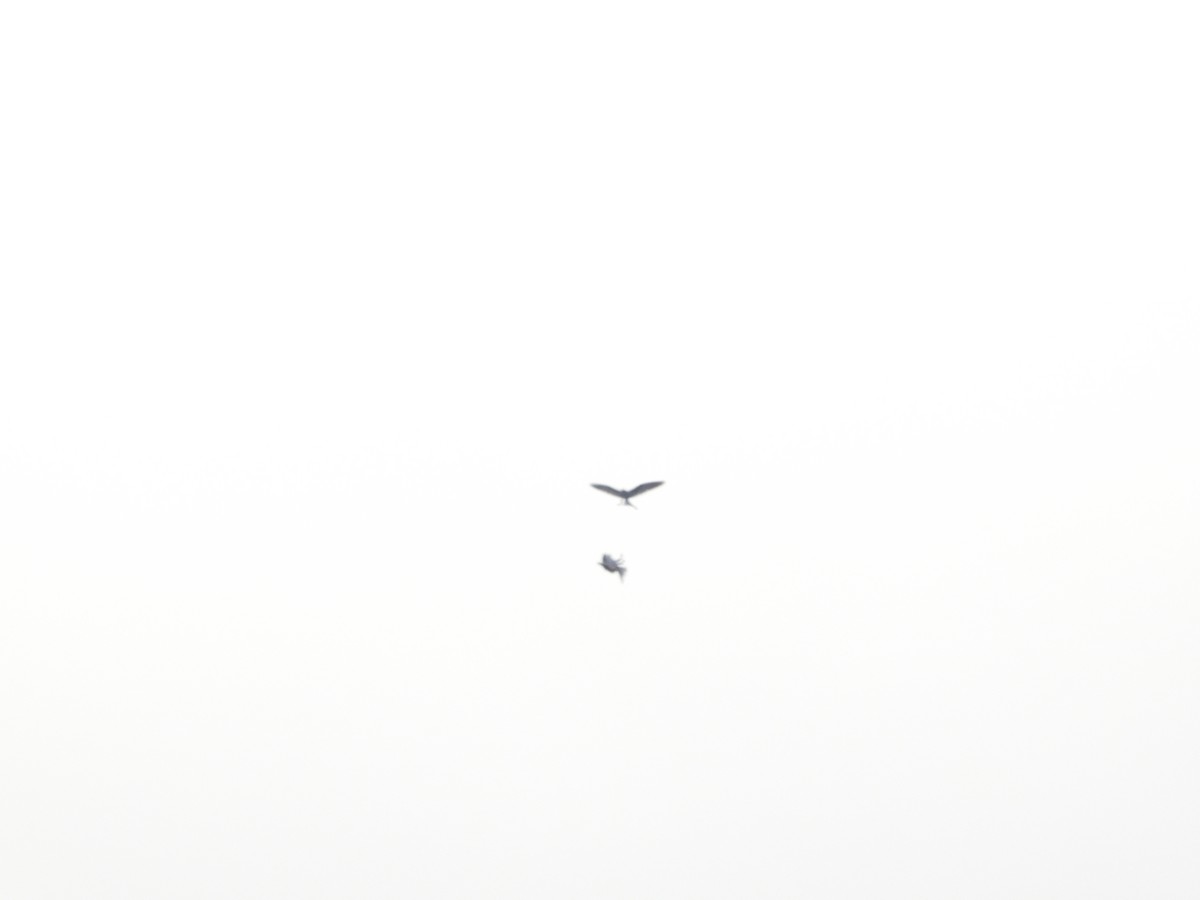 White-tailed Kite - ML643800915