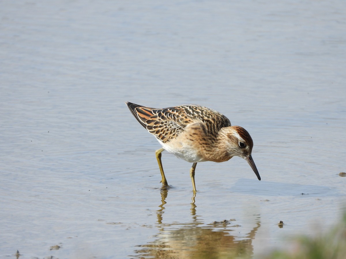 Сүүл элсэг - ML643800929