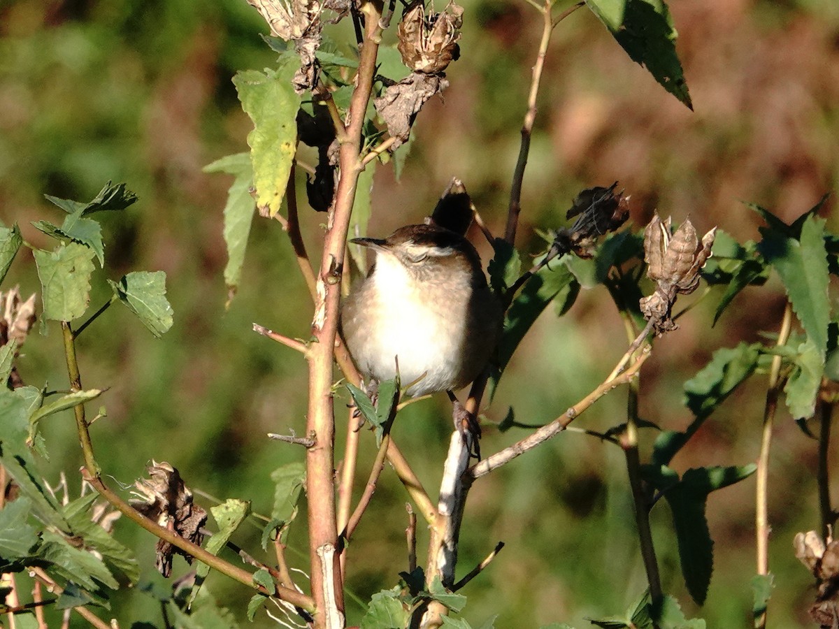 Marsh Wren - ML643800940