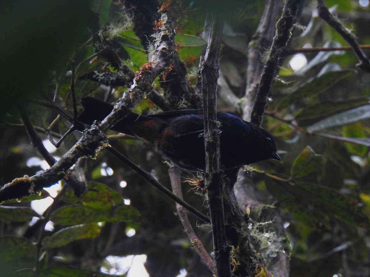 Altın Alınlı Dağ Tangarası - ML643800943