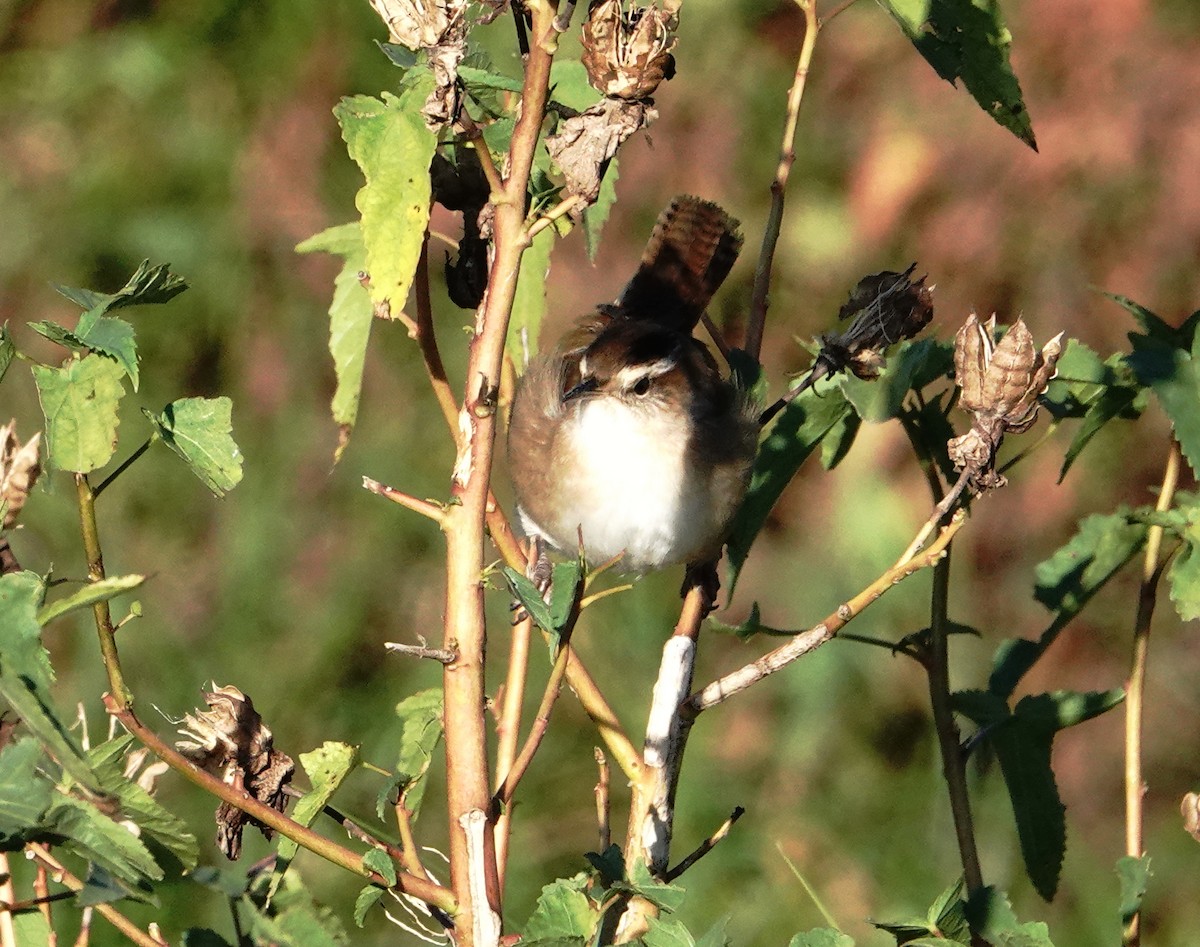 Marsh Wren - ML643800945