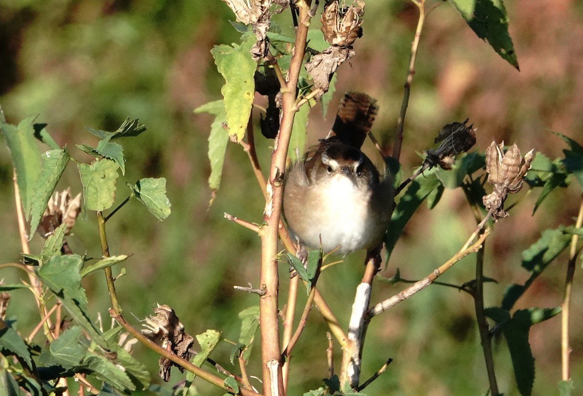 Marsh Wren - ML643800957
