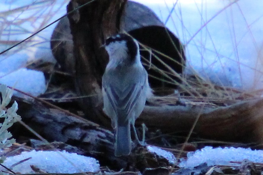 Mountain Chickadee - ML643800958