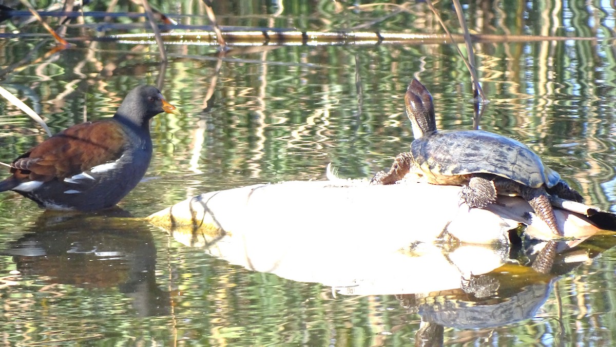 Common Gallinule - ML643800960