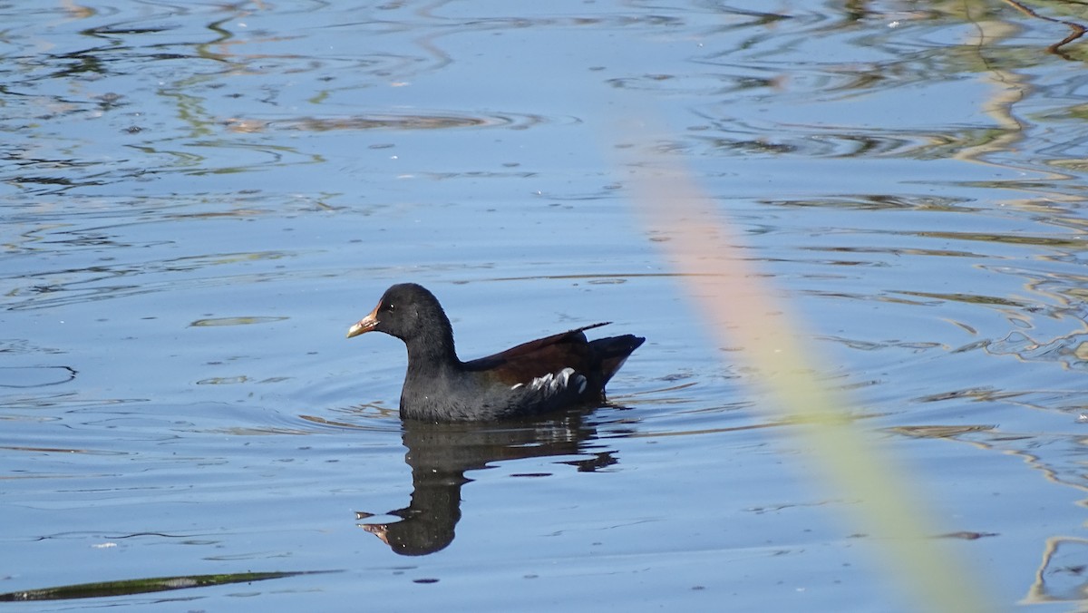 Common Gallinule - ML643800961