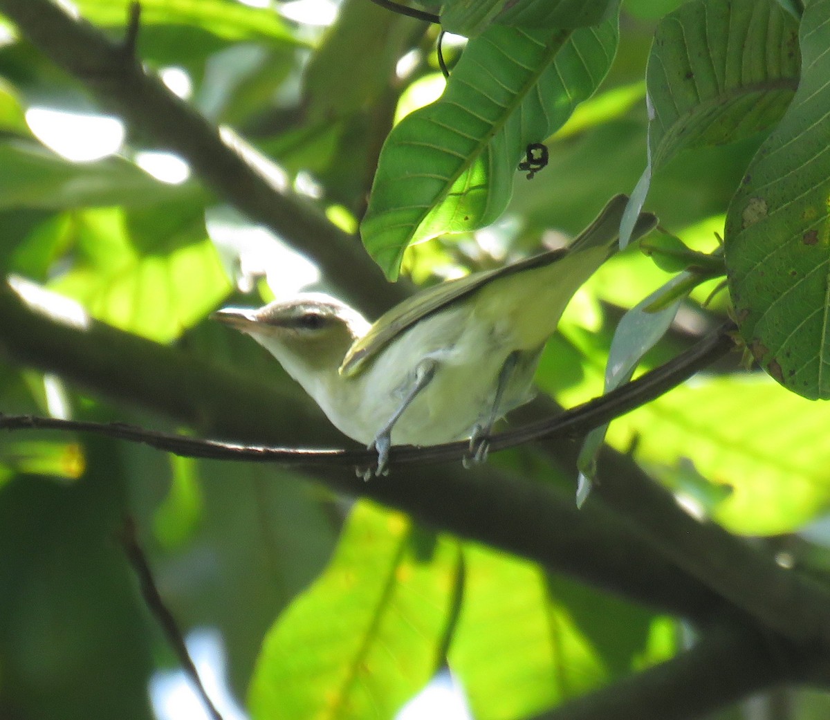 Vireo occhirossi - ML643800962