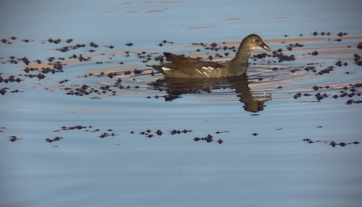 Common Gallinule - ML643800964