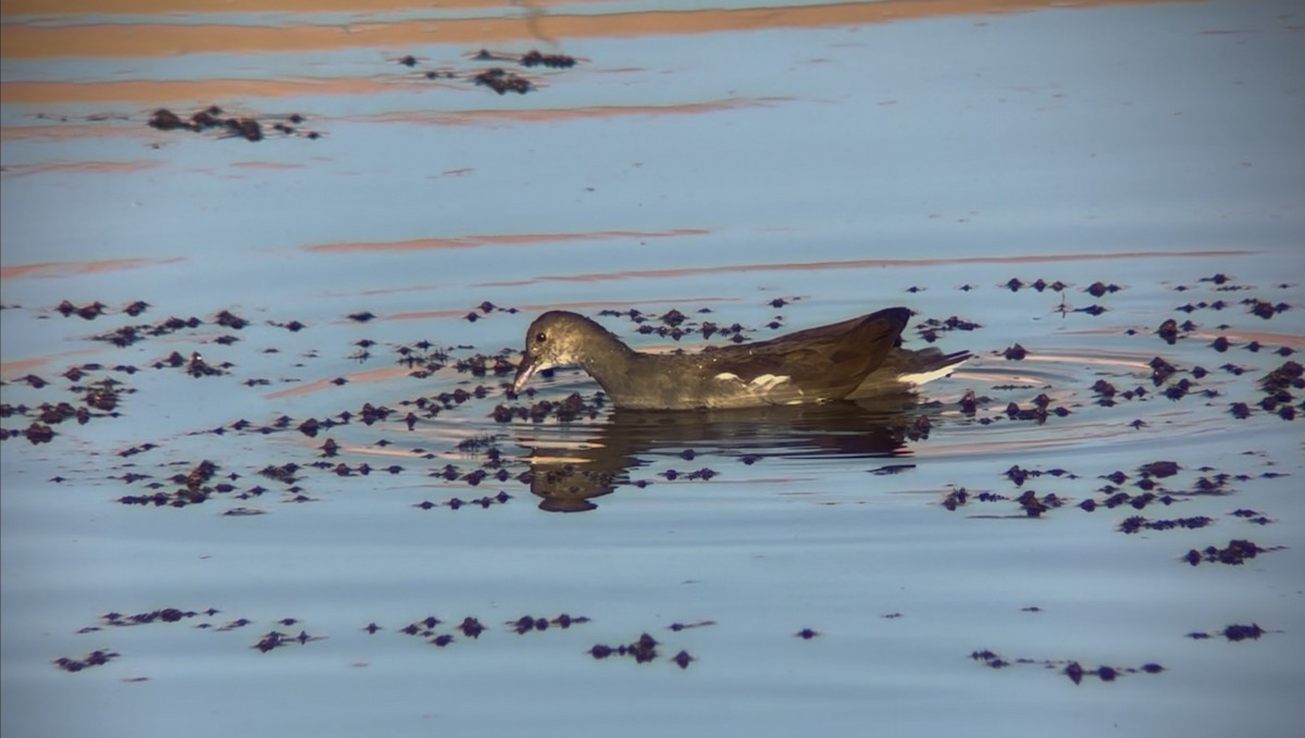 Common Gallinule - ML643800965