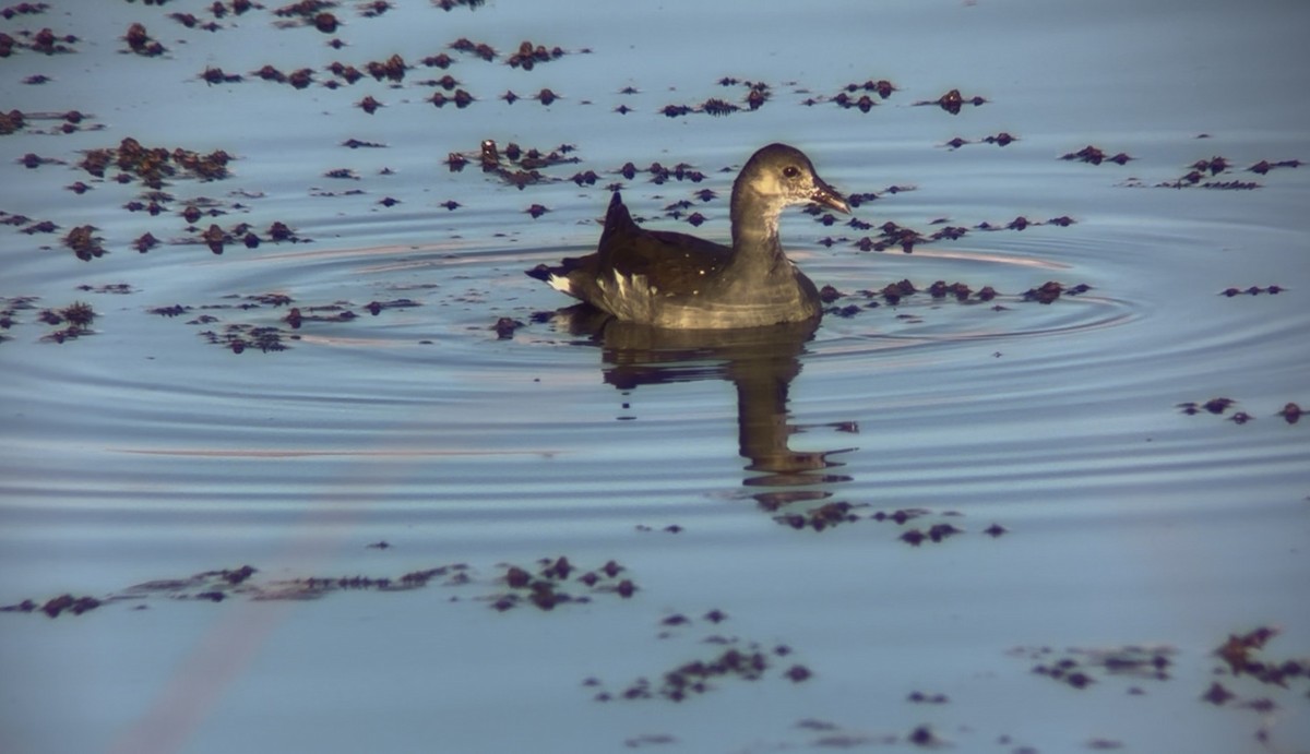 Common Gallinule - ML643800966