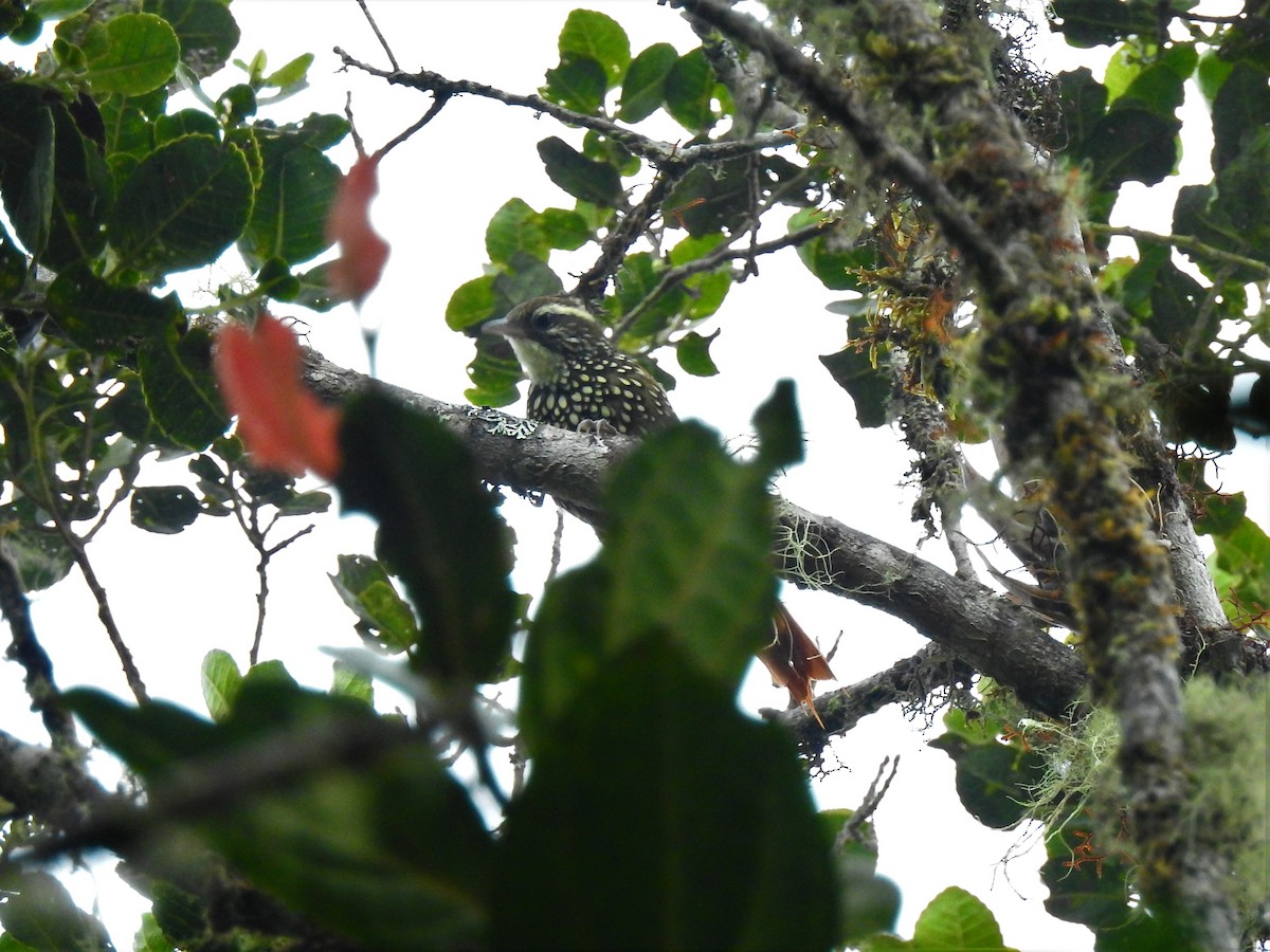 İncili Dalkoşarı - ML643800968