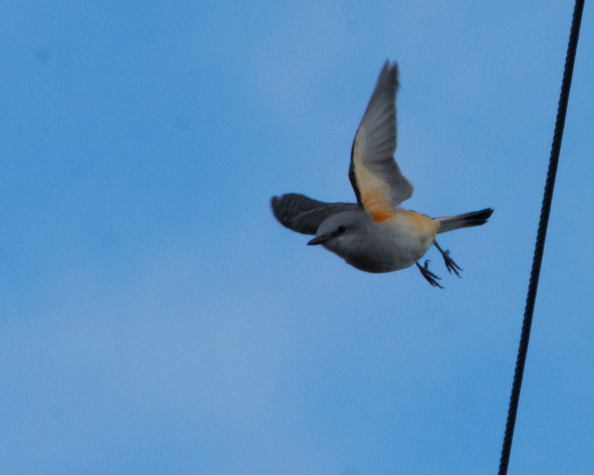 Scissor-tailed Flycatcher - ML643800969