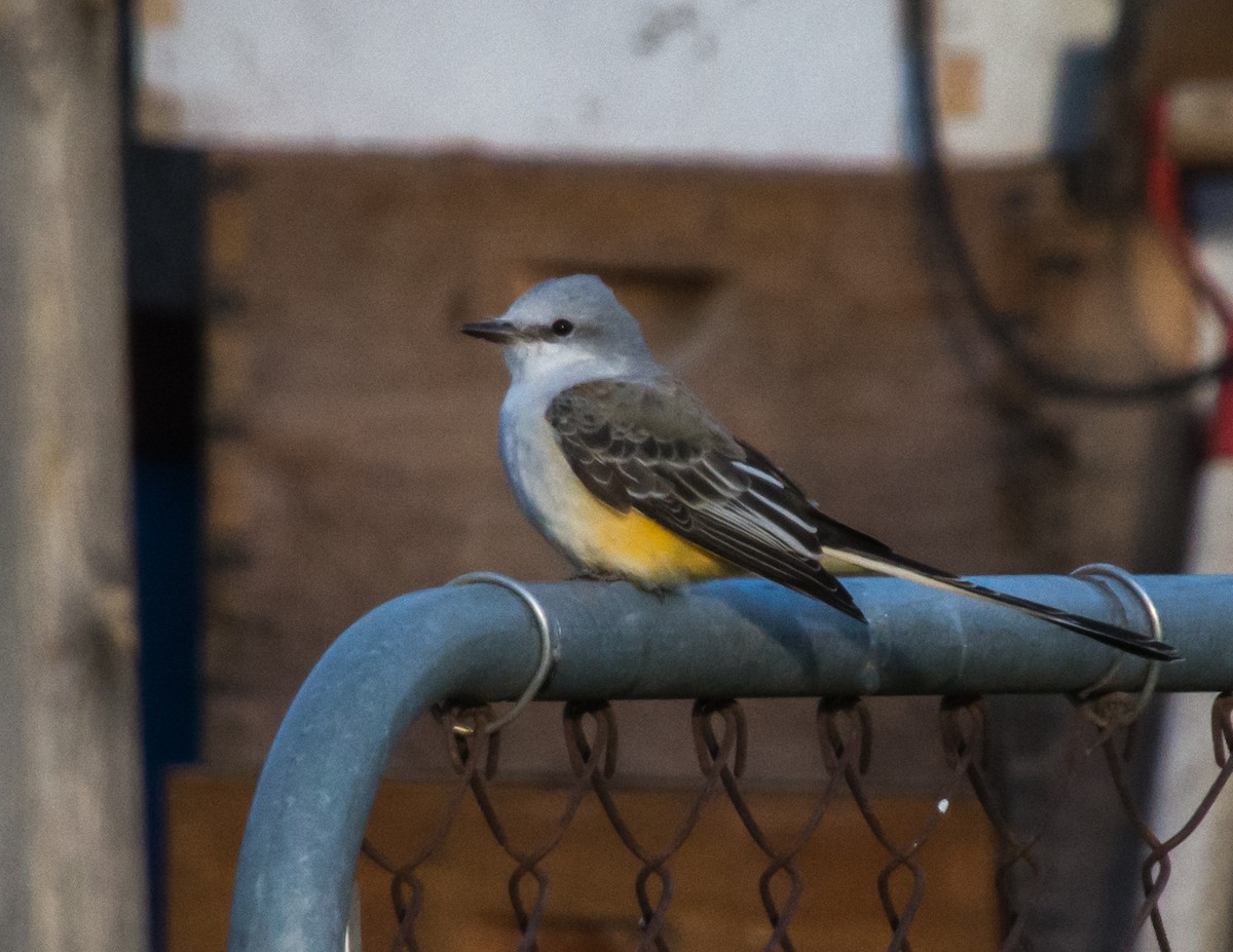 Scissor-tailed Flycatcher - ML643800970