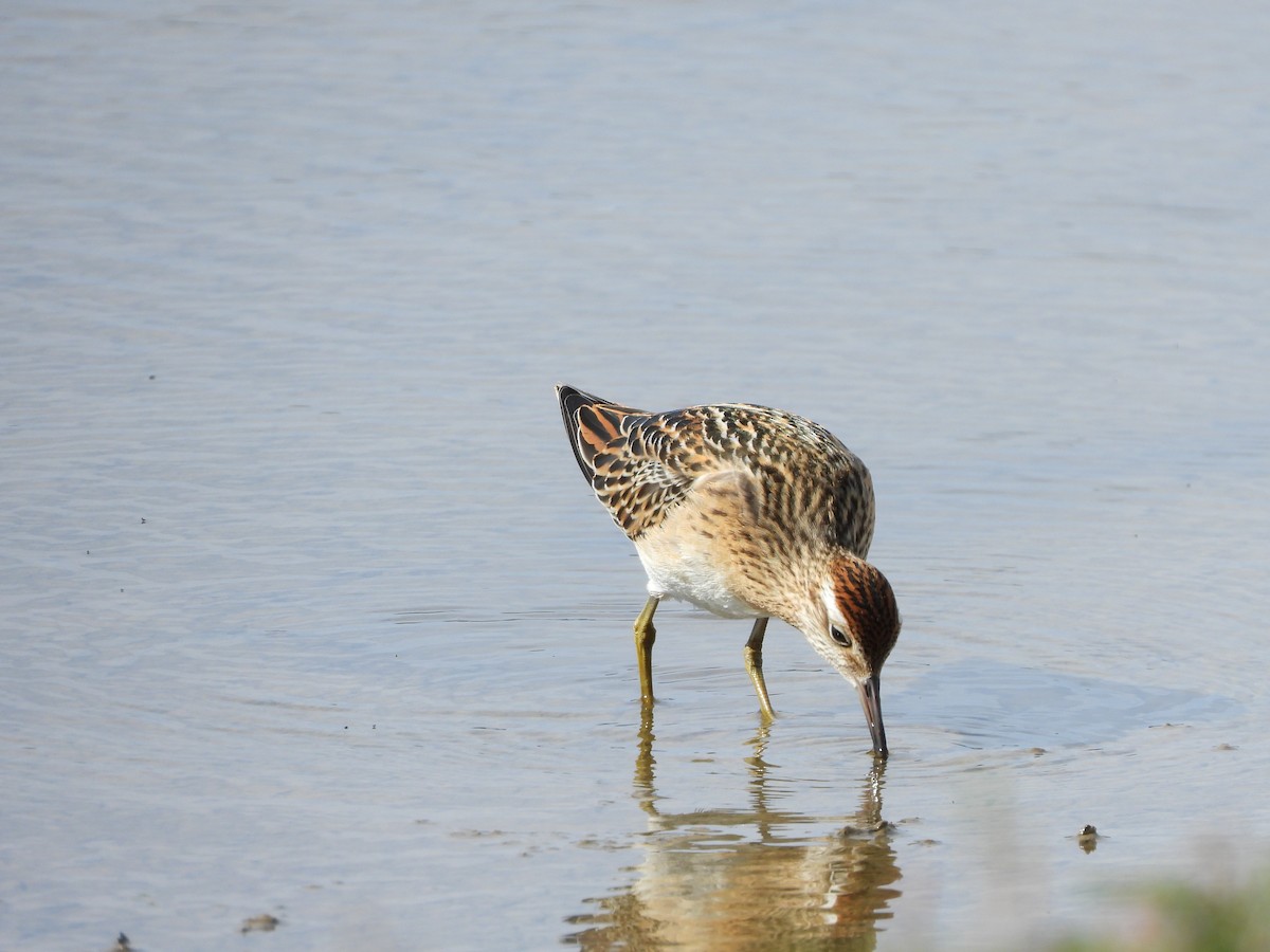 Сүүл элсэг - ML643800973