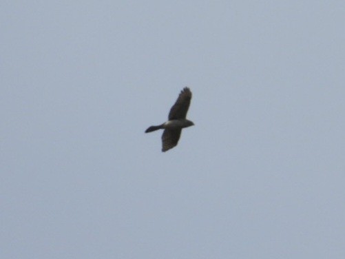 Cooper's Hawk - ML643800974