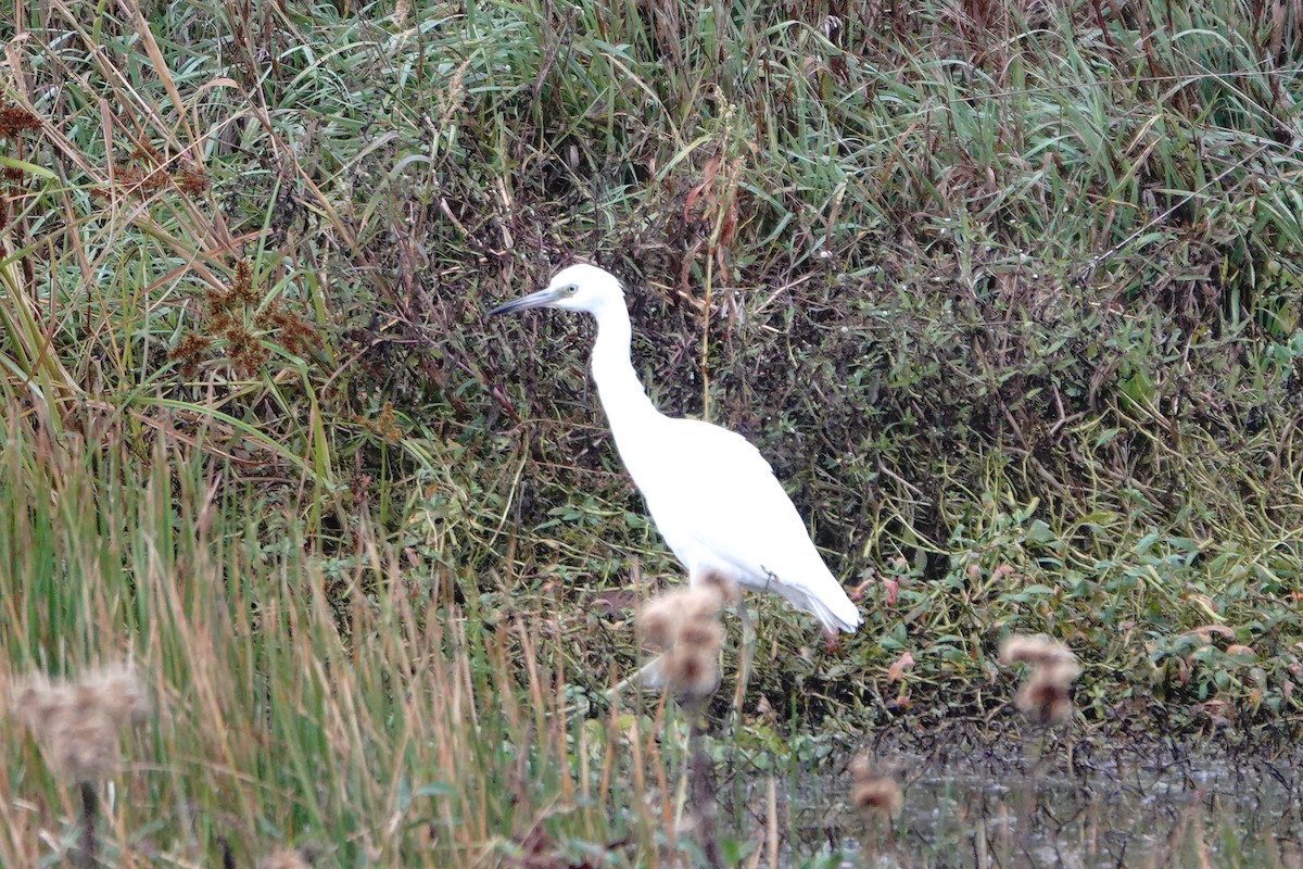 Little Blue Heron - ML643800978