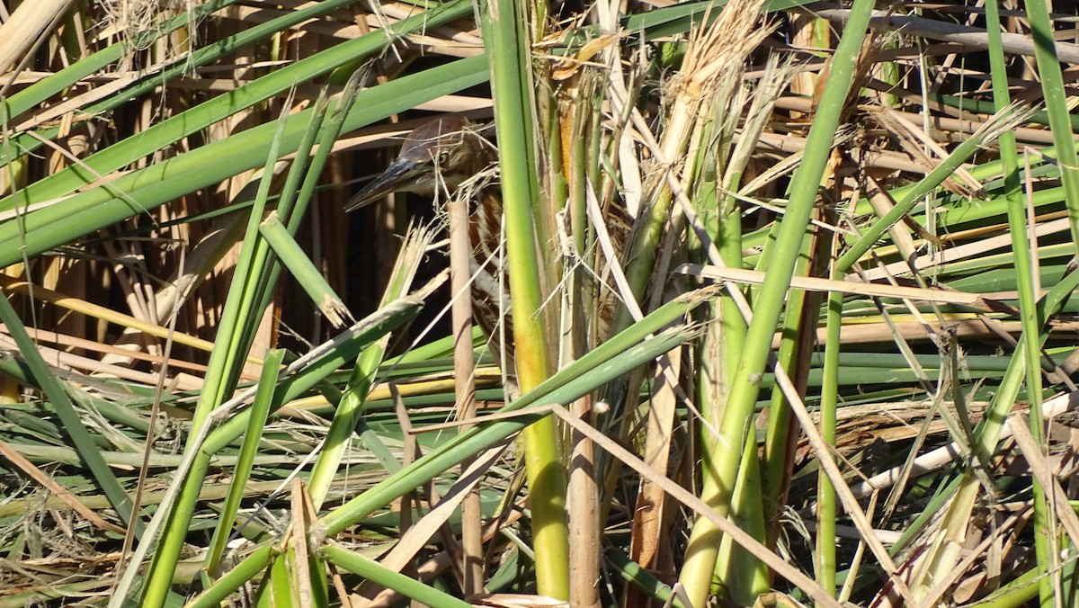 American Bittern - ML643800979