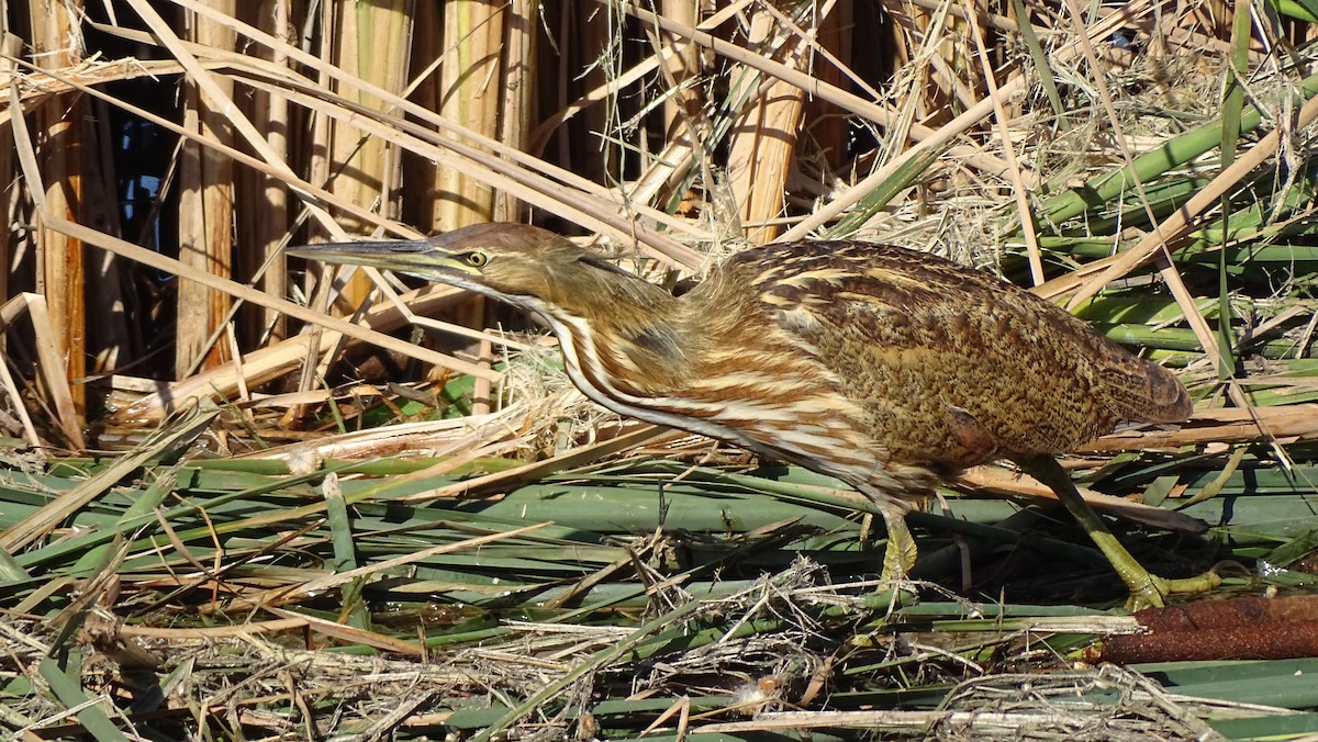 American Bittern - ML643800980
