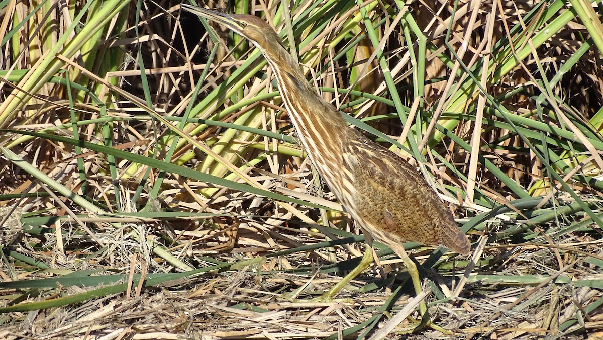 American Bittern - ML643800981