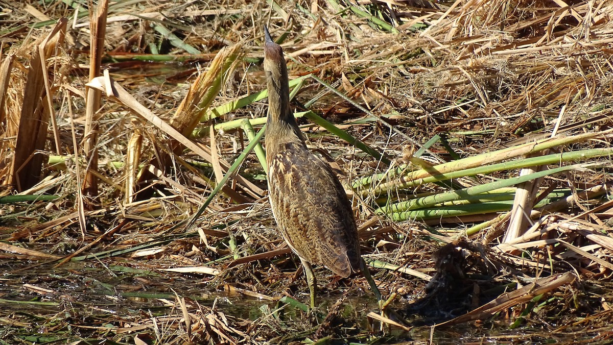 American Bittern - ML643800983