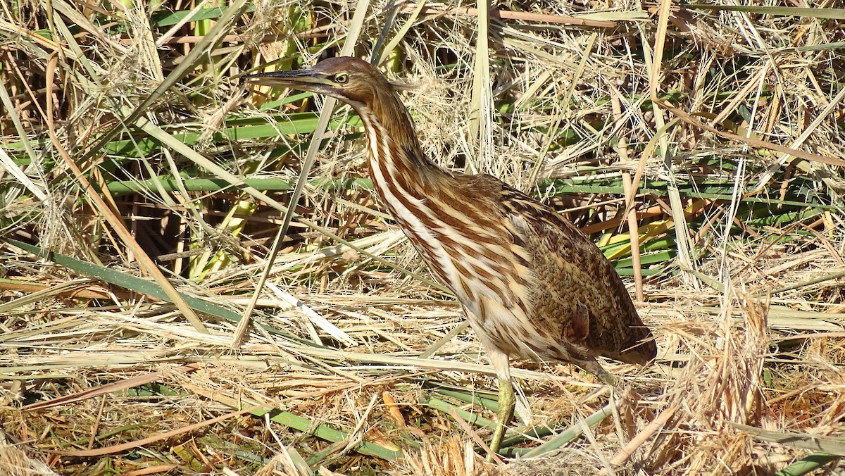 American Bittern - ML643800984