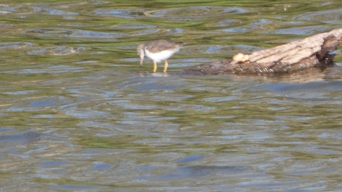 Drosseluferläufer - ML643800987