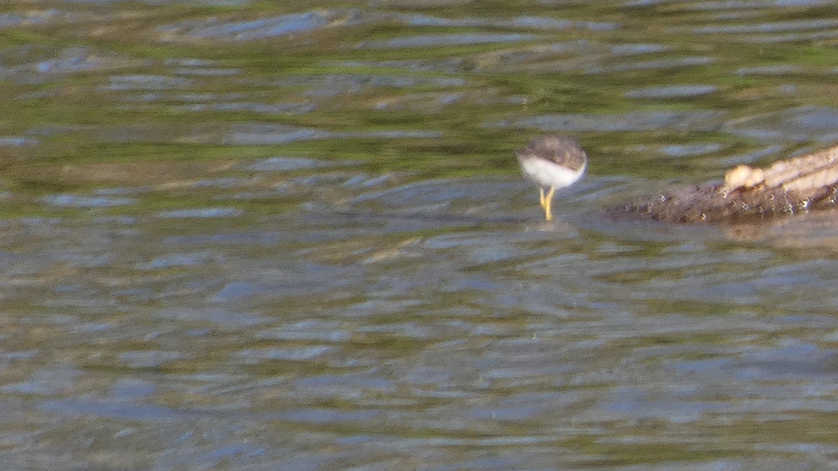 Drosseluferläufer - ML643800988