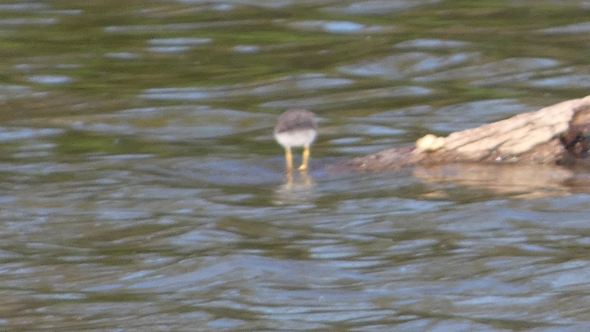 Drosseluferläufer - ML643800989