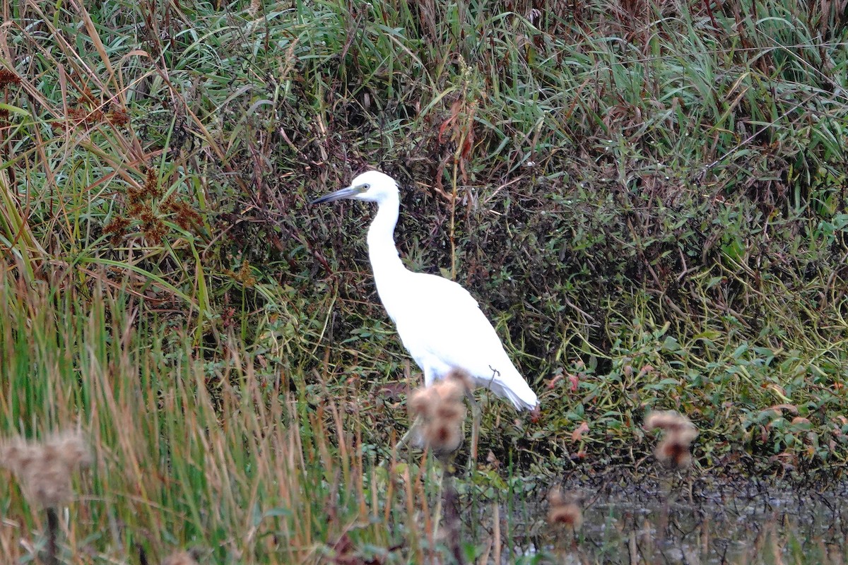 Little Blue Heron - ML643800991