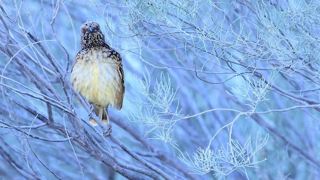 ニシマダラニワシドリ - ML643800999