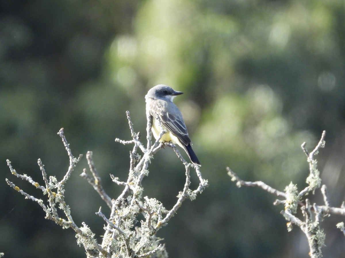 Cassin's Kingbird - ML643801015