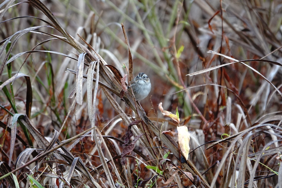 Swamp Sparrow - ML643801021