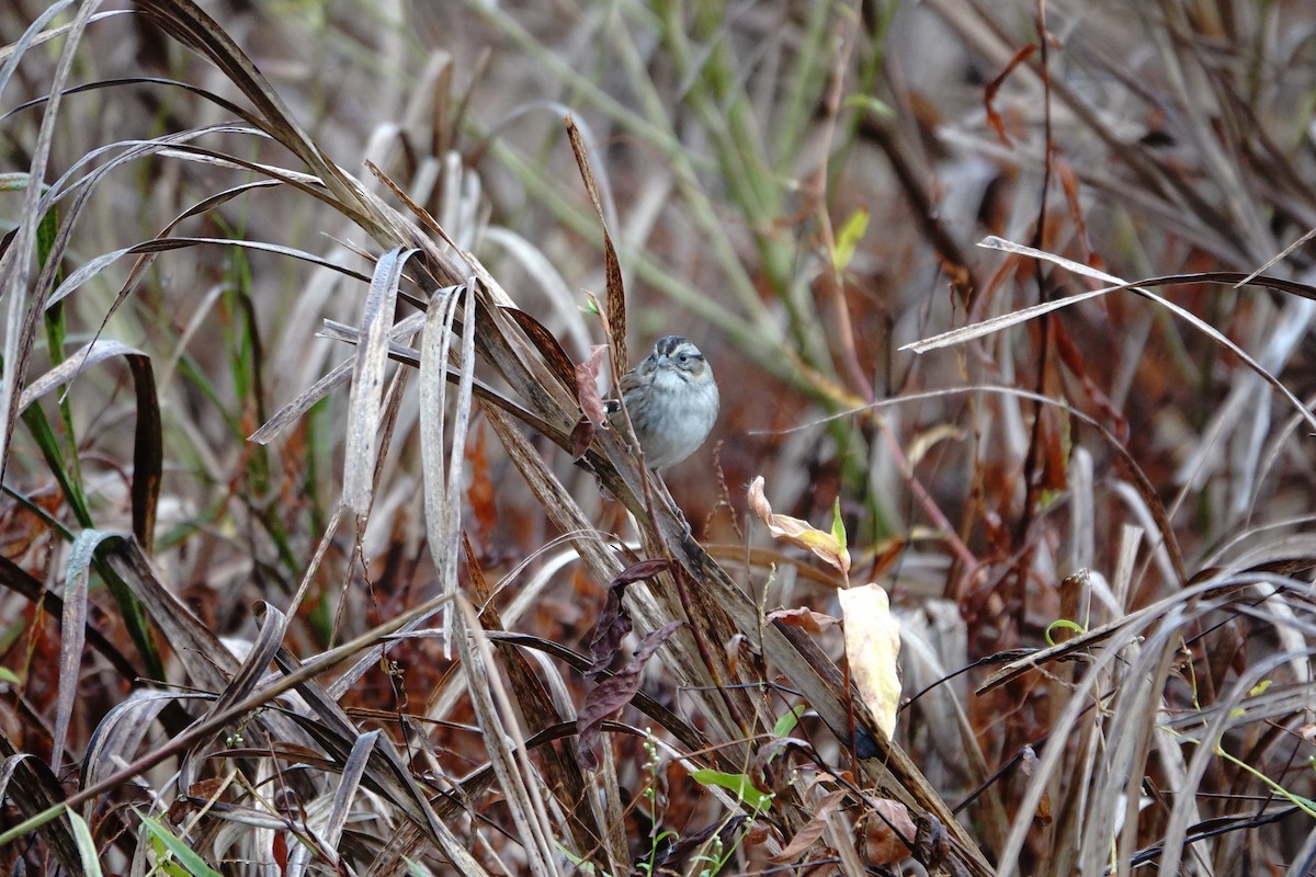 Swamp Sparrow - ML643801024