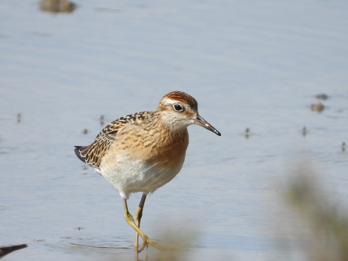 Сүүл элсэг - ML643801038