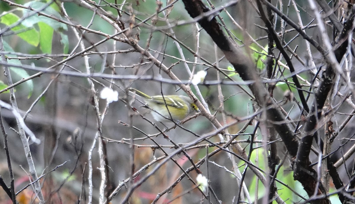 White-eyed Vireo - ML643801051