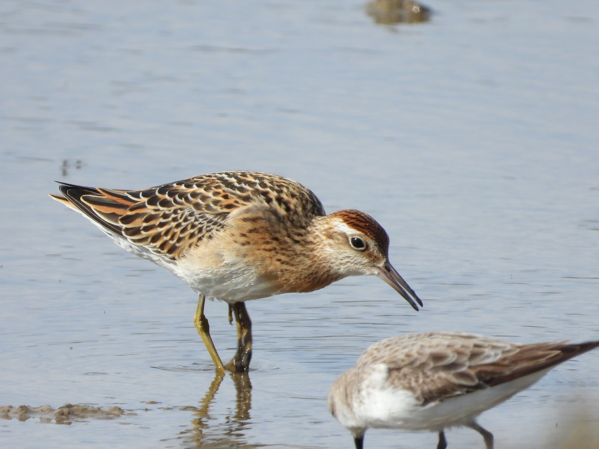 Сүүл элсэг - ML643801085