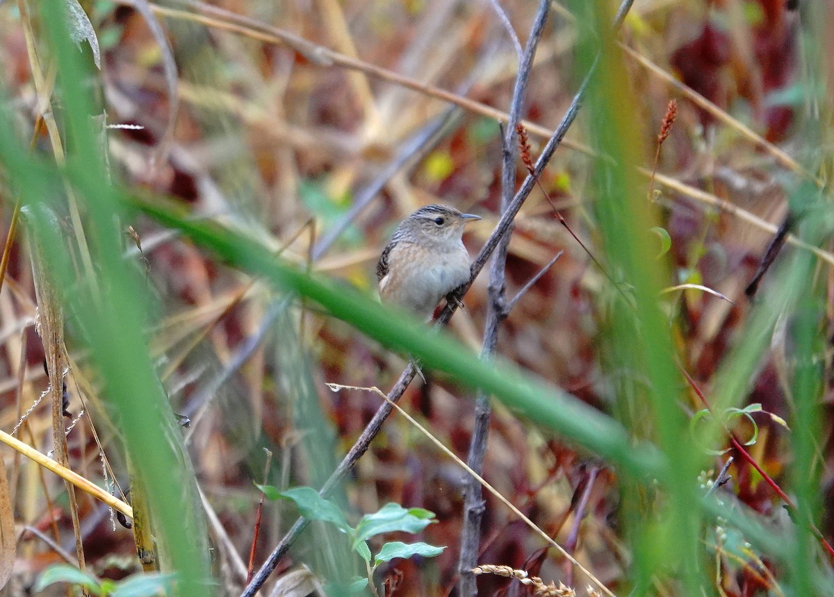 Sedge Wren - ML643801093