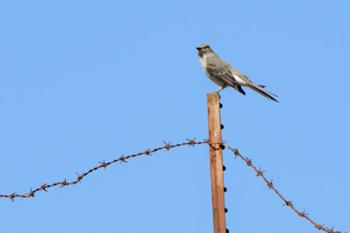 Northern Mockingbird - ML643801097